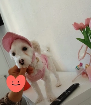 Bichon femela  - imagine 3