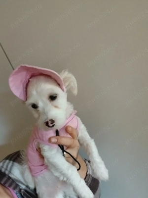 Bichon femela  - imagine 5