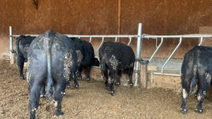 Vând tauri genetica deosebita  - imagine 2