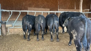 Vând tauri genetica deosebita  - imagine 3