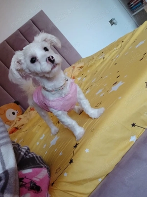 Bichon femela  - imagine 2