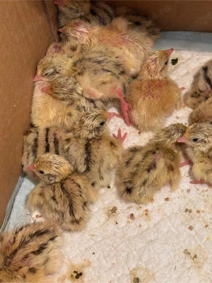 Oua de prepelita - imagine 4