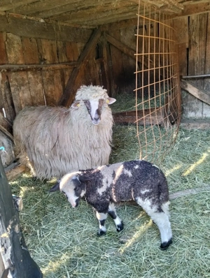 vand oaie breaza cu miel - imagine 2