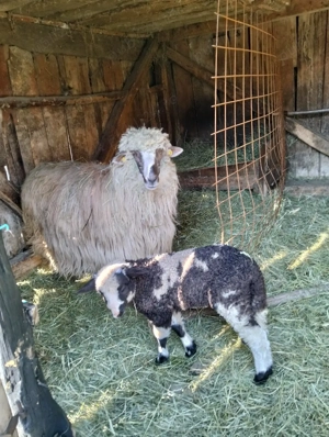 vand oaie breaza cu miel