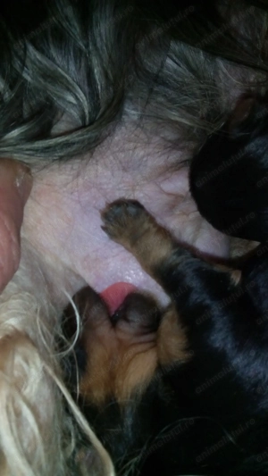 Yorkscher terierr - imagine 4