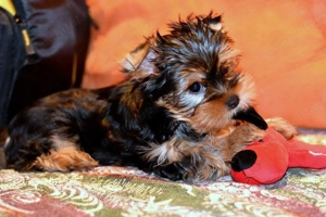 Yorkscher terierr - imagine 3