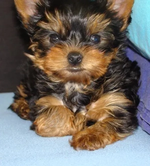 Yorkscher terierr - imagine 2