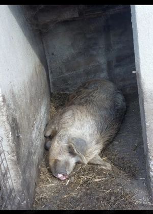 De vanzare porc                                                             - imagine 3