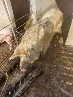 De vanzare porc                                                            
