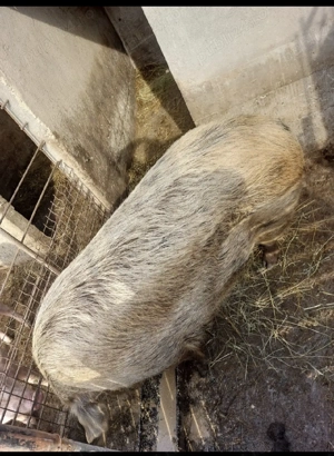 De vanzare porc                                                             - imagine 2