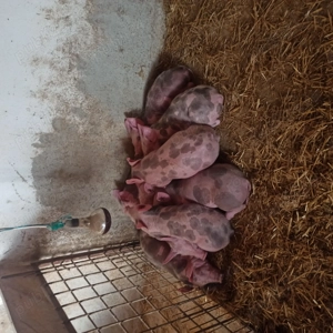 Purcei de vânzare  - imagine 2