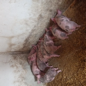 Purcei de vânzare  - imagine 3