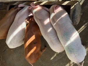 Purcei 6 săptămâni