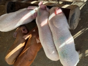 Purcei 6 săptămâni - imagine 3