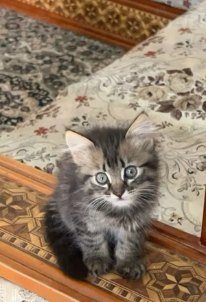 Siberiana de pădure  - imagine 3