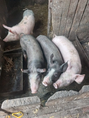 salut vand purcel greutate este intre 60 si 65 kilogramezimnicea teleorman   pret 800 lei b - imagine 3