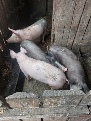 salut vand purcel greutate este intre 60 si 65 kilogramezimnicea teleorman   pret 800 lei b