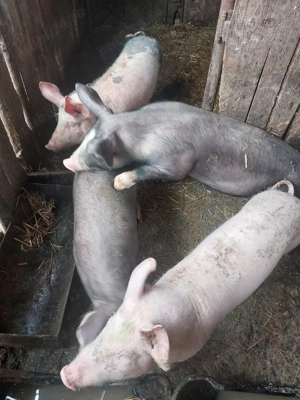 salut vand purcel greutate este intre 60 si 65 kilogramezimnicea teleorman   pret 800 lei b - imagine 2