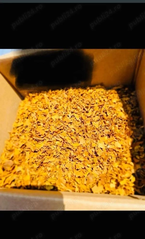 Tutun de Fabrica  - imagine 3