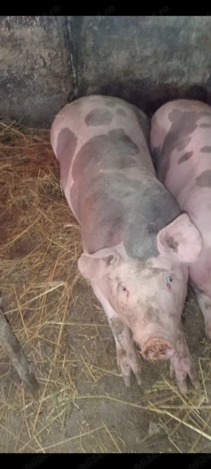 Șoldani Pietrain de îngrășat ,70 -80 kg !! - imagine 5