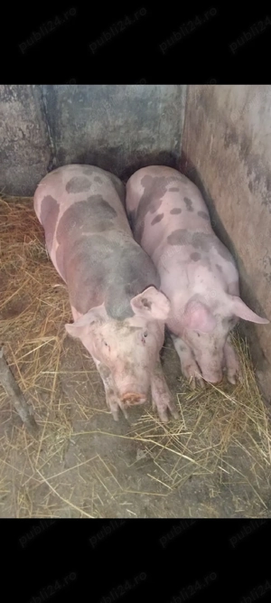 Șoldani Pietrain de îngrășat ,70 -80 kg !! - imagine 4