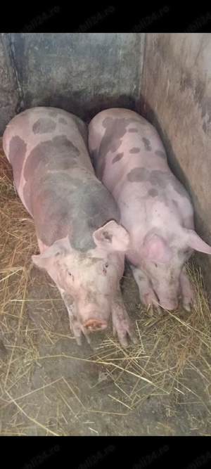 Șoldani Pietrain de îngrășat ,70 -80 kg !! - imagine 3