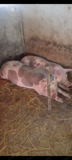 Șoldani Pietrain de îngrășat ,70 -80 kg !!