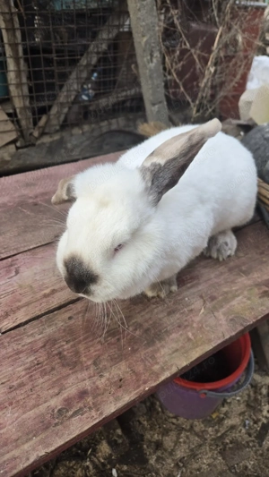 Vand iepuroaica belgiană  - imagine 2