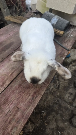 Vand iepuroaica belgiană  - imagine 4