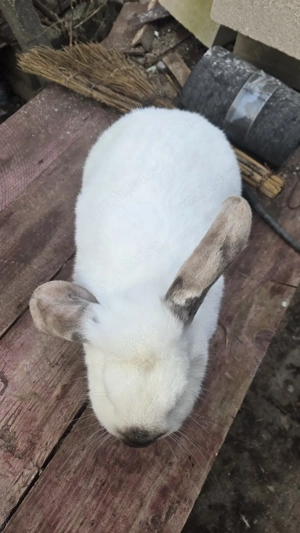 Vand iepuroaica belgiană  - imagine 3