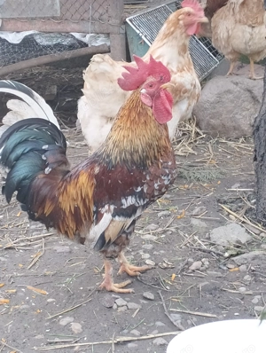 Cocos mijlociu - imagine 5