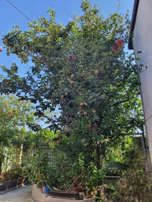 Casa langa metrou  - imagine 4