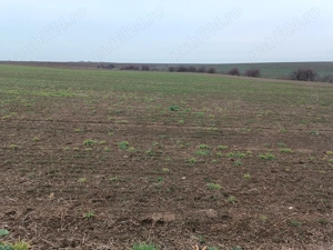 teren de vanzare livada bihor - imagine 5