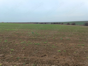 teren de vanzare livada bihor - imagine 3