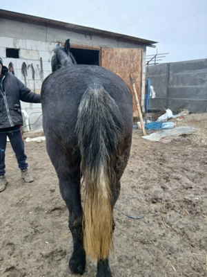 Mânză vânătă foarte blândă  - imagine 5