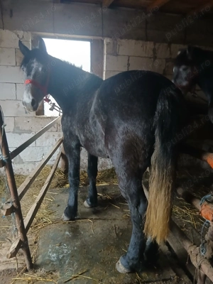 Mânză vânătă foarte blândă  - imagine 3