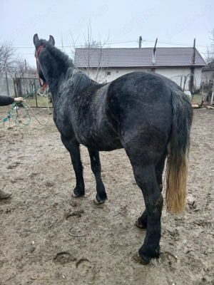 Mânză vânătă foarte blândă  - imagine 4