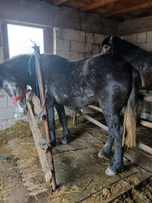 Mânză vânătă foarte blândă  - imagine 2