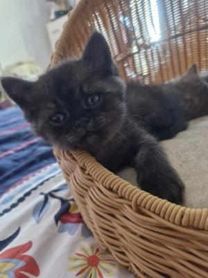 pui pisica british shorthair - imagine 5