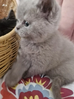 pui pisica british shorthair
