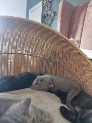 pui pisica british shorthair - imagine 2