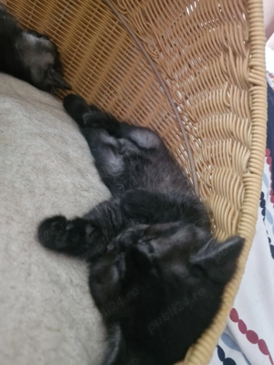 pui pisica british shorthair - imagine 4