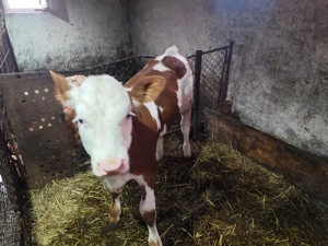 Vaca de vânzare  - imagine 4