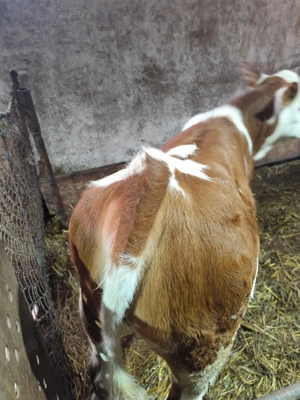 Vaca de vânzare  - imagine 3