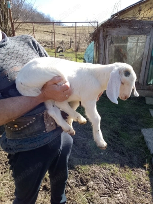 Vând capre și iezi de rasă - imagine 3