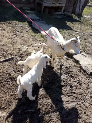 Vând capre și iezi de rasă - imagine 4