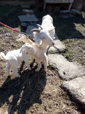 Vând capre și iezi de rasă