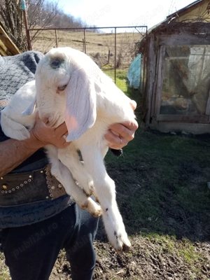 Vând capre și iezi de rasă - imagine 2