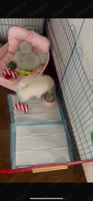 Vând câine pomeranian 