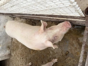 Vand porci albi rasa de carne  - imagine 3